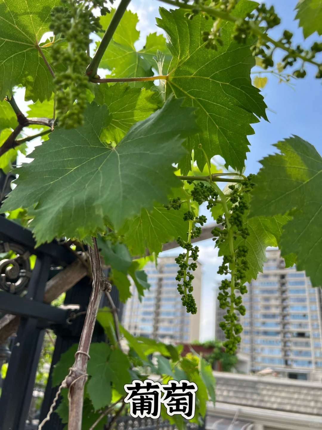 打造一个一年四季都有水果吃的花园