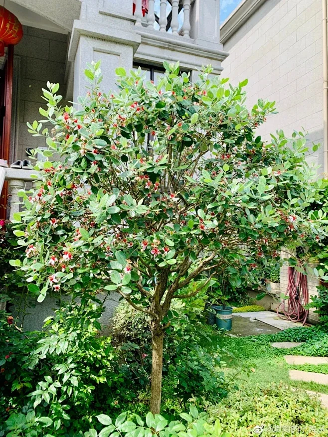 常用园林果树【下】