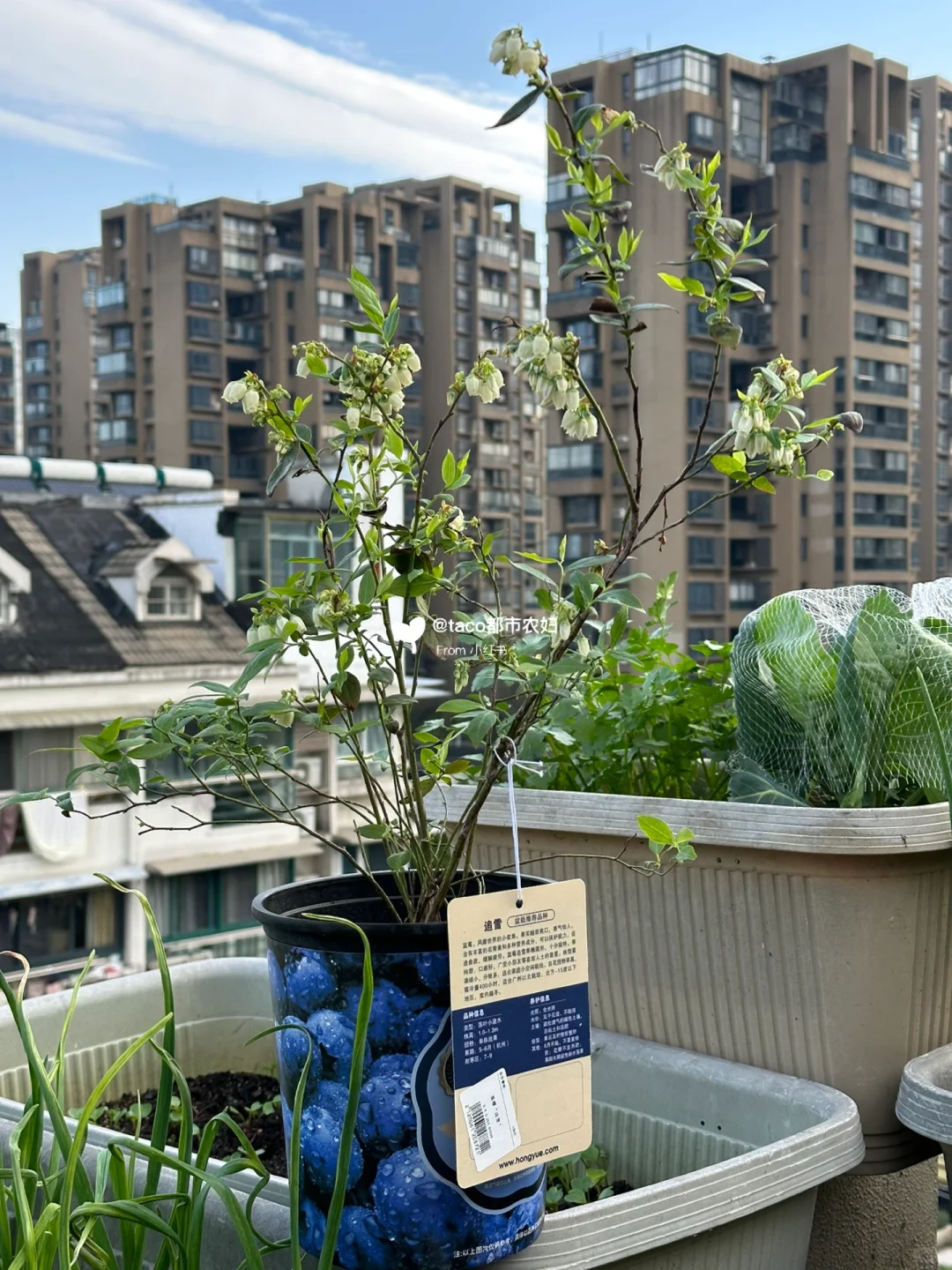 阳台种果树:新手友好型果树清单