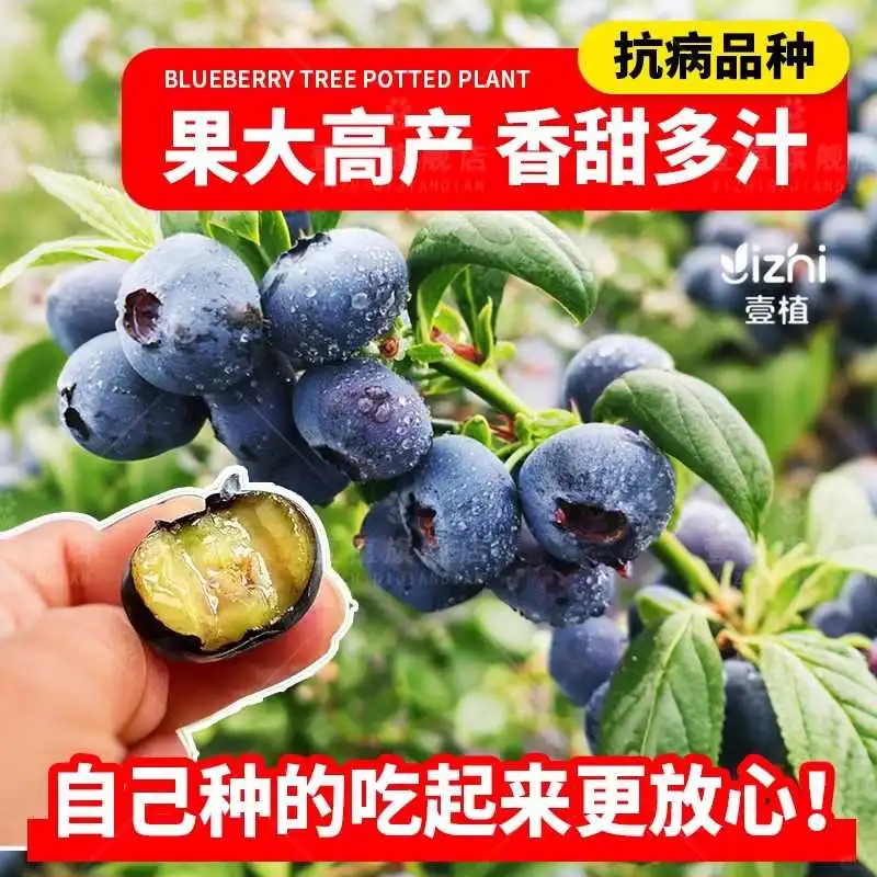 蓝莓自由?阳台果树结果爆盆