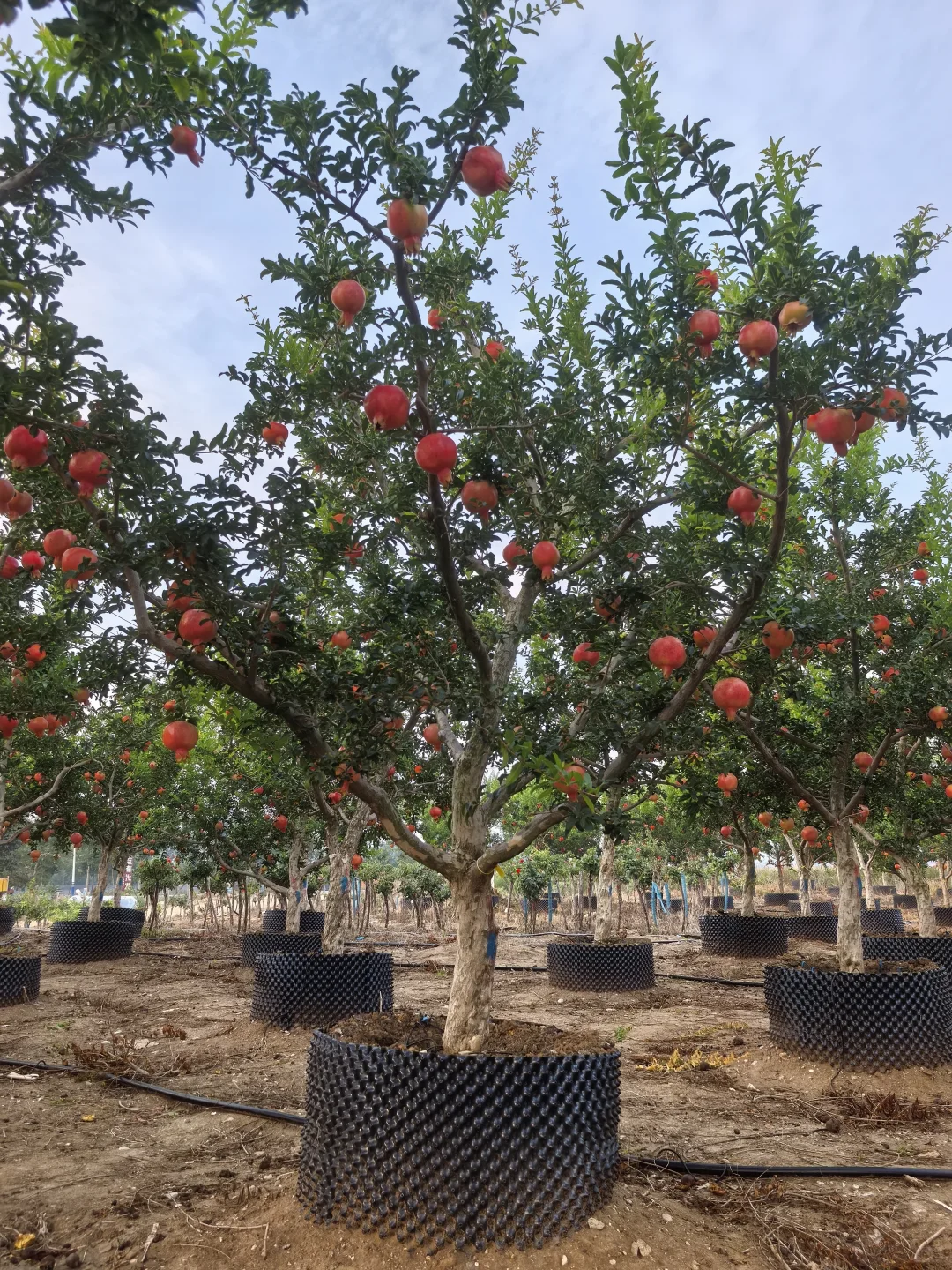 秋天的石榴园，红果累累！