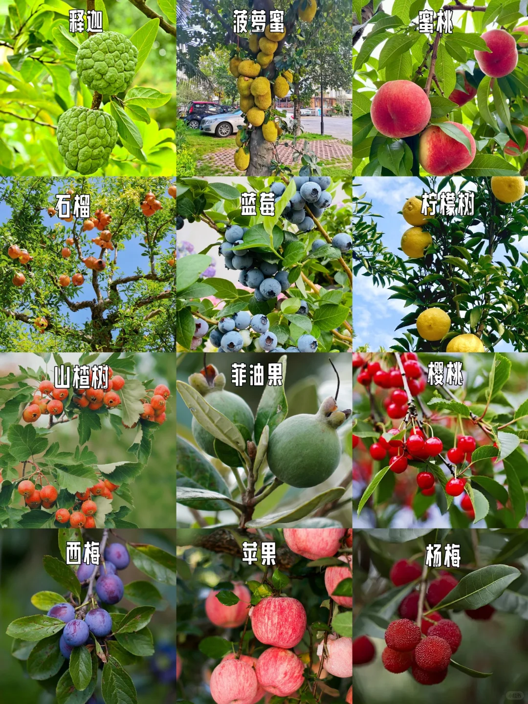 常用园林果树【下】