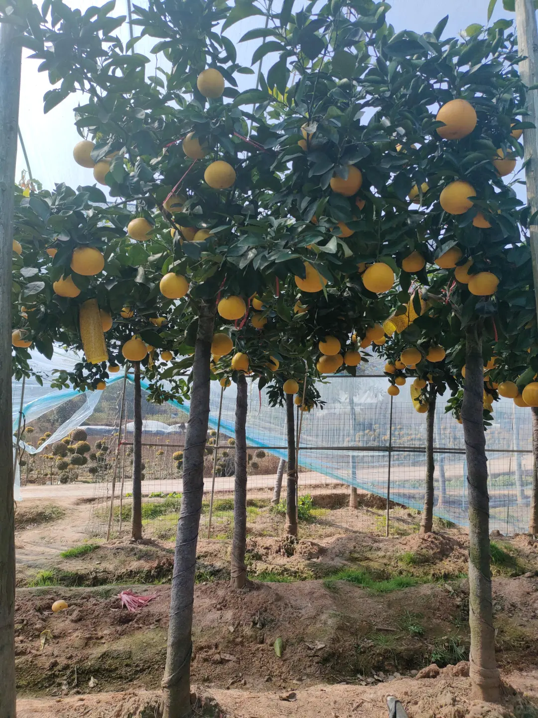 庭院种植果树超甜多汁葡萄柚树