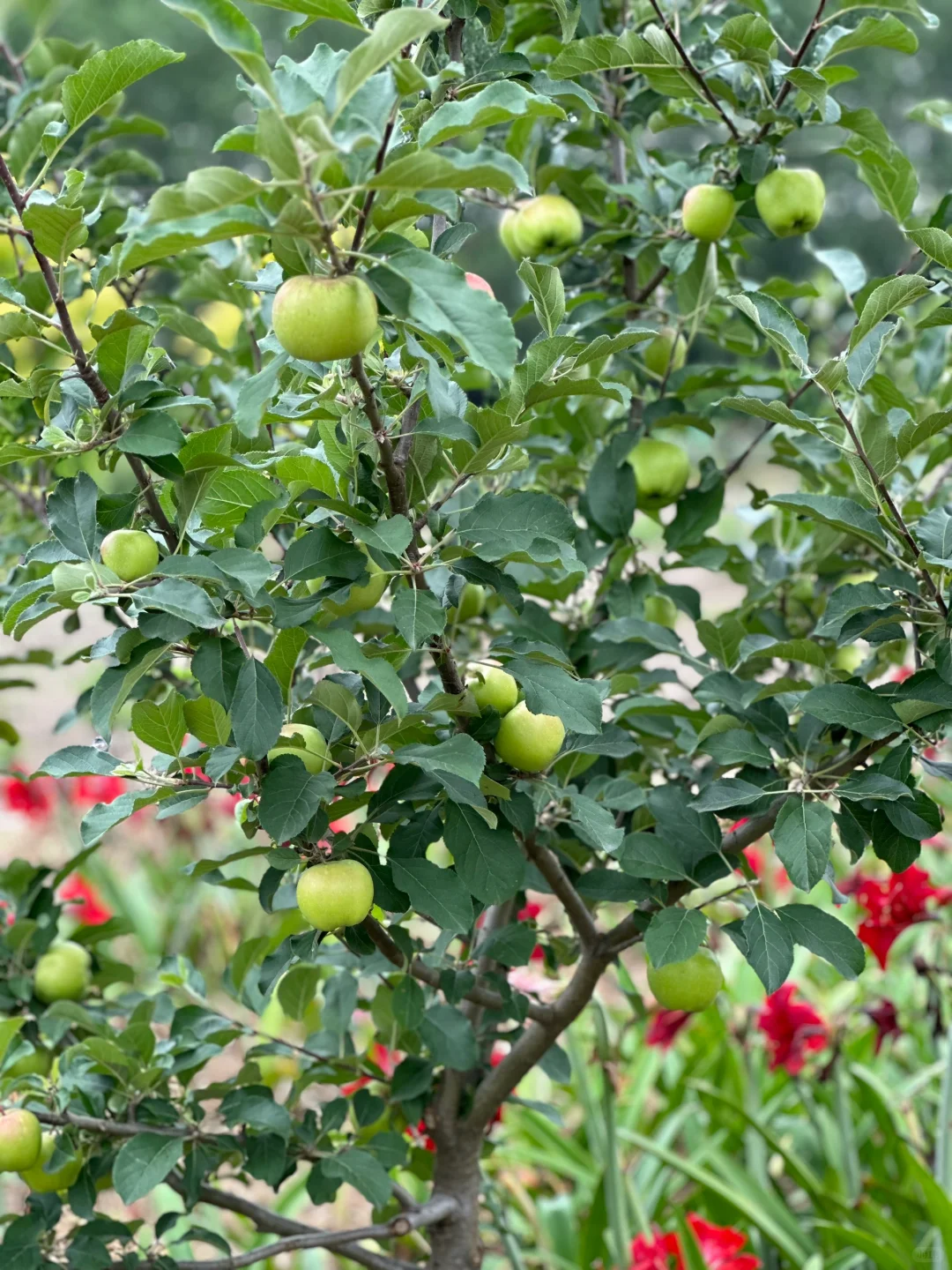 南方苹果容器苗上市了