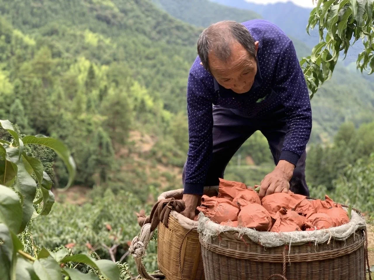 小黄桃撬动“乡村振兴”大产业