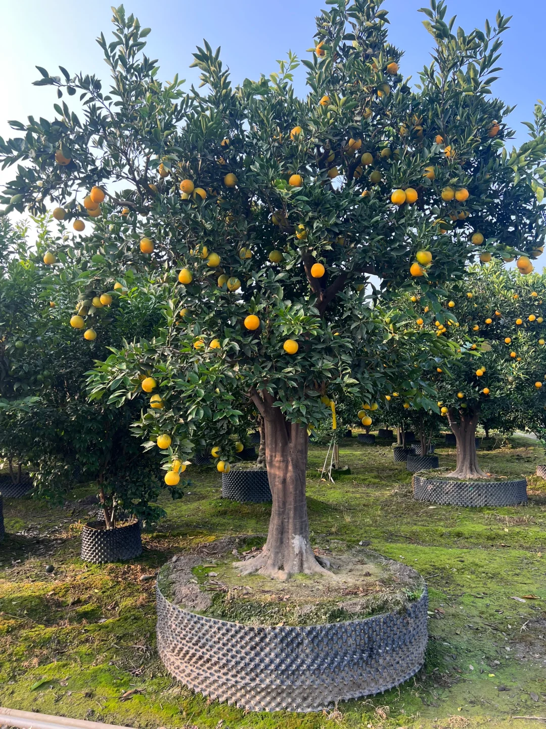 一家在成都只做精品果树的苗圃基地