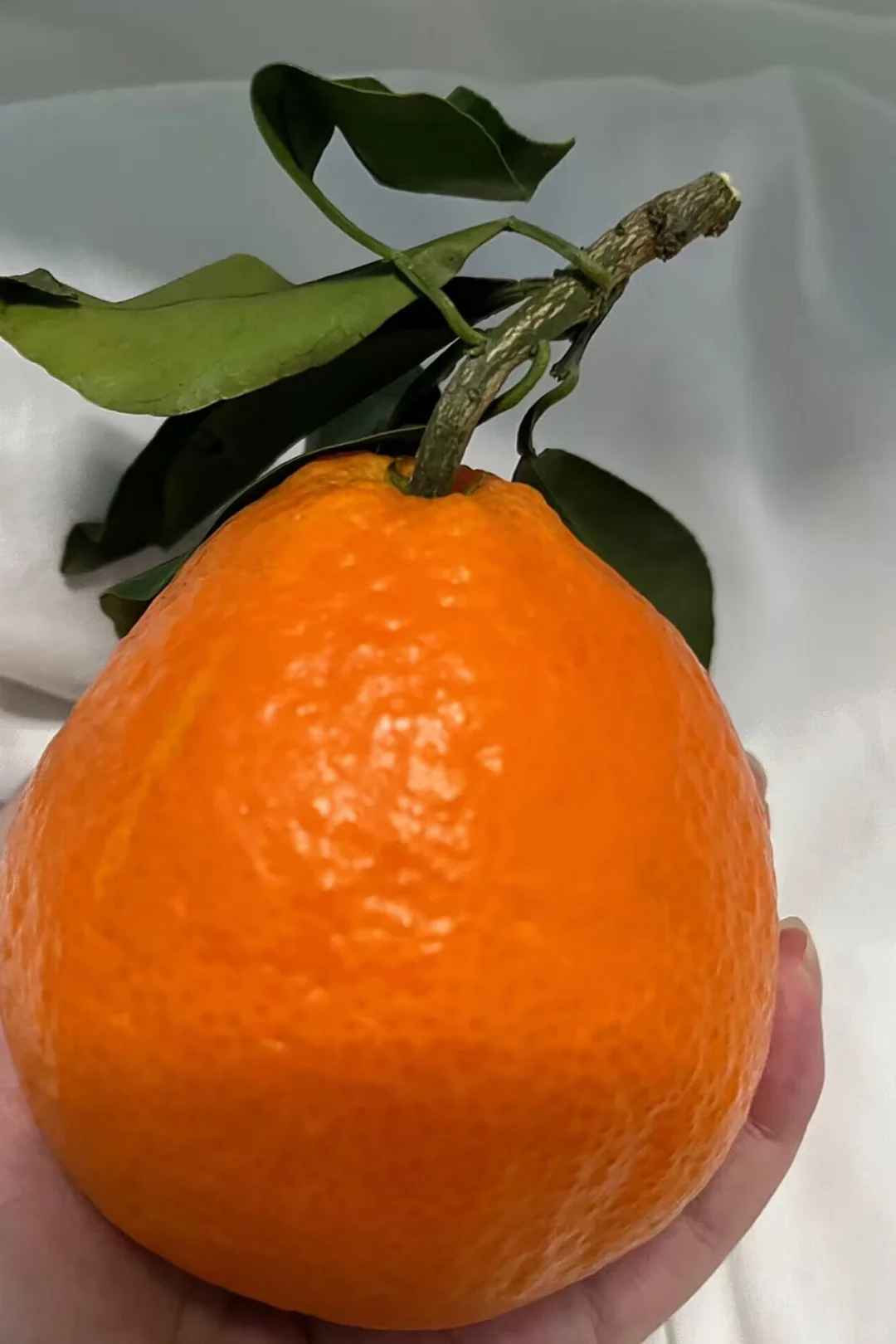 陪我瘦了30斤的减脂小水果....平价好吃!