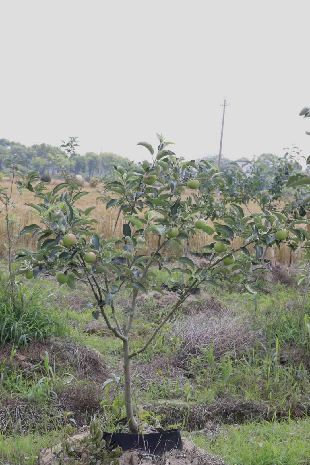 南方苹果容器苗上市了