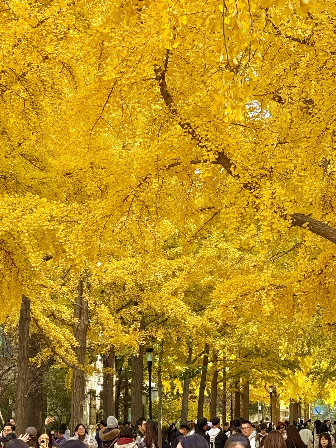 所有在北京的！请停止宅家立刻出门赏银杏?