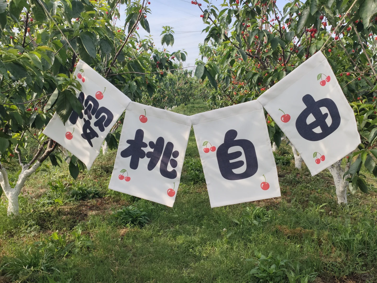 樱桃园?打卡啦
