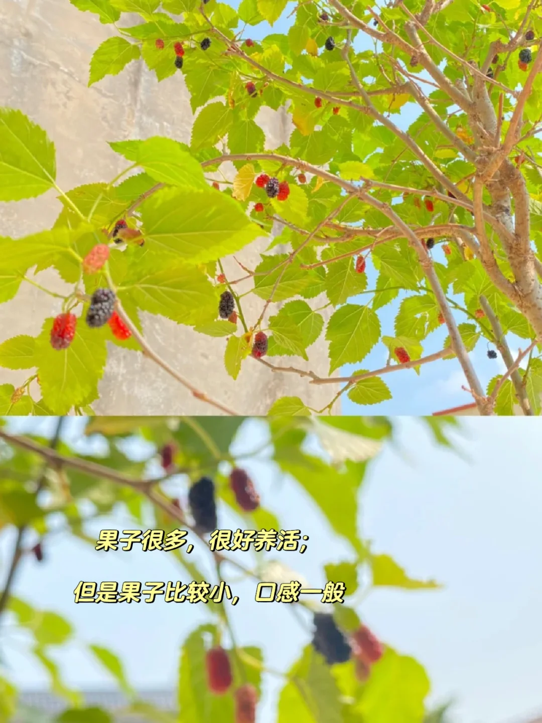 阳台党可以种什么水果？??????