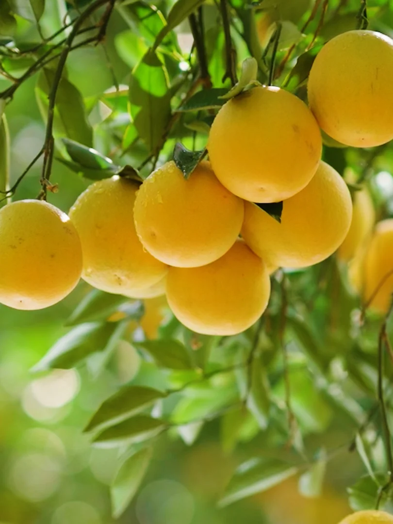 「人生如橙」褚时健的四味人生