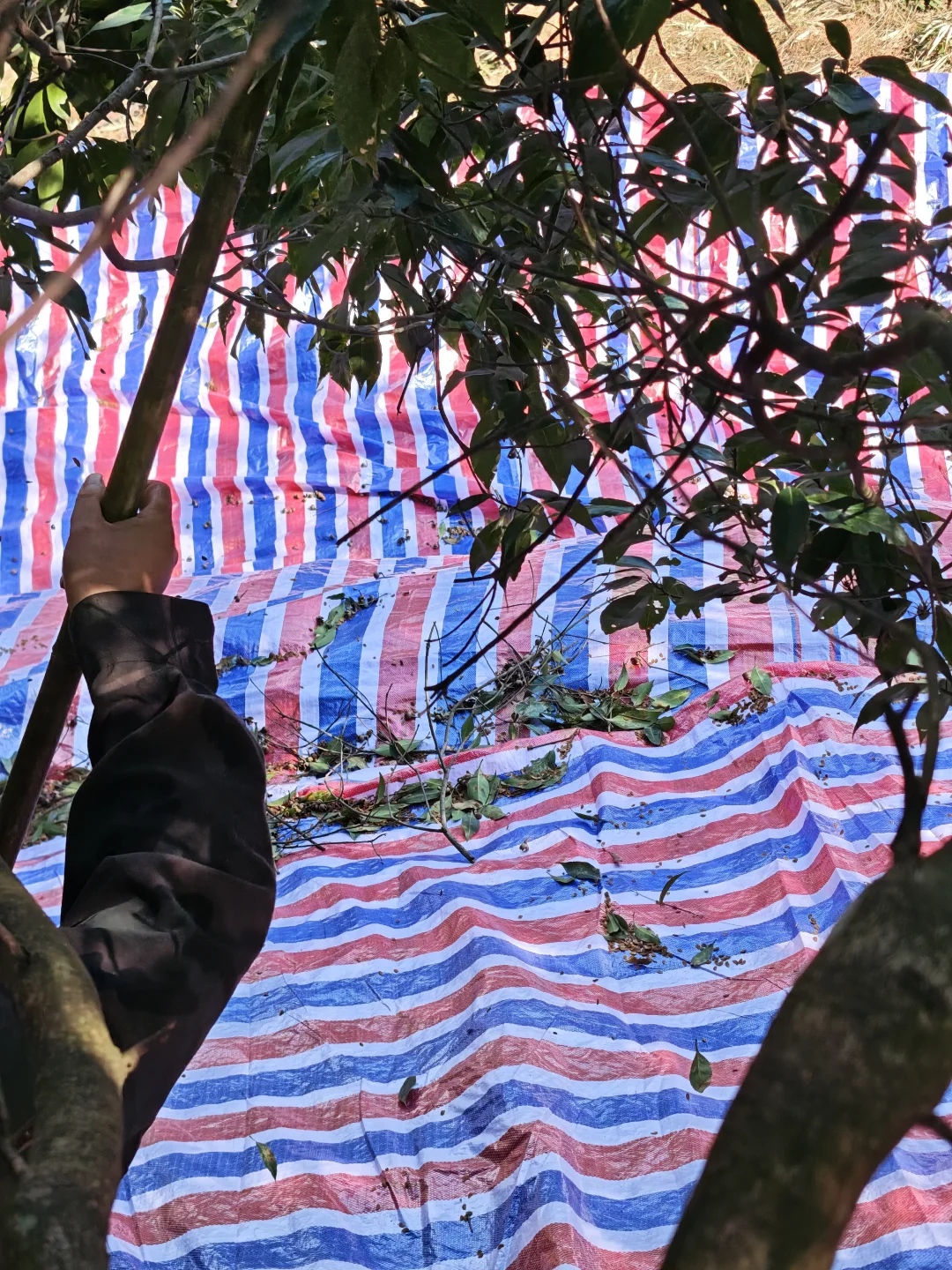 林业人燃尽了，只想吊死在树上