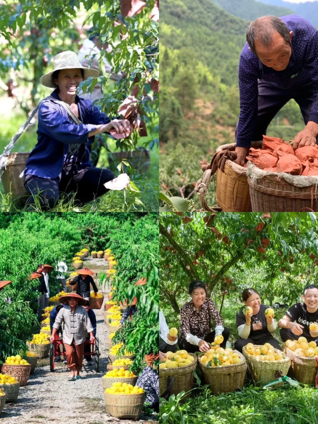 小黄桃撬动“乡村振兴”大产业