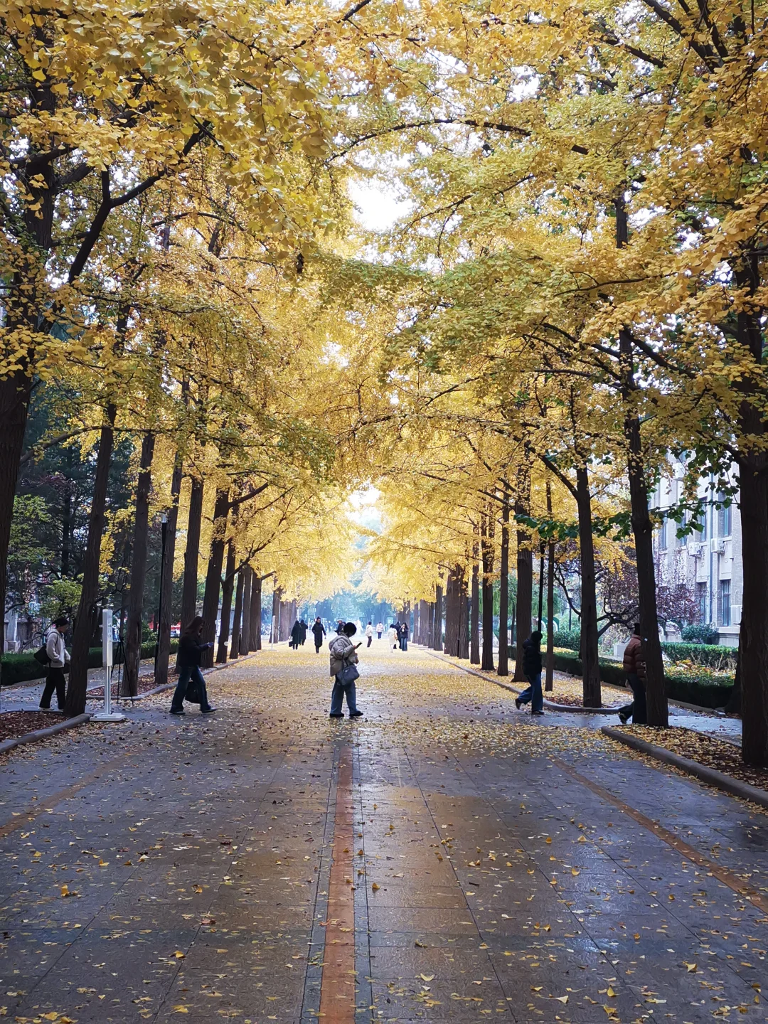 20251107「北京林业大学银杏大道」