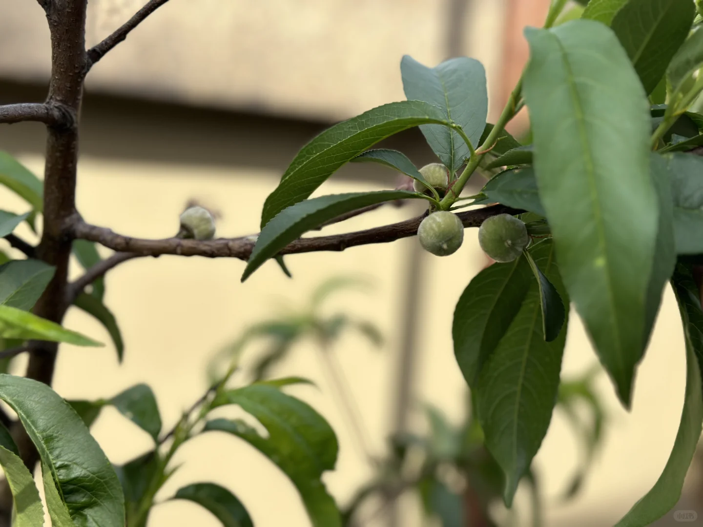 阳台果园都挂果啦