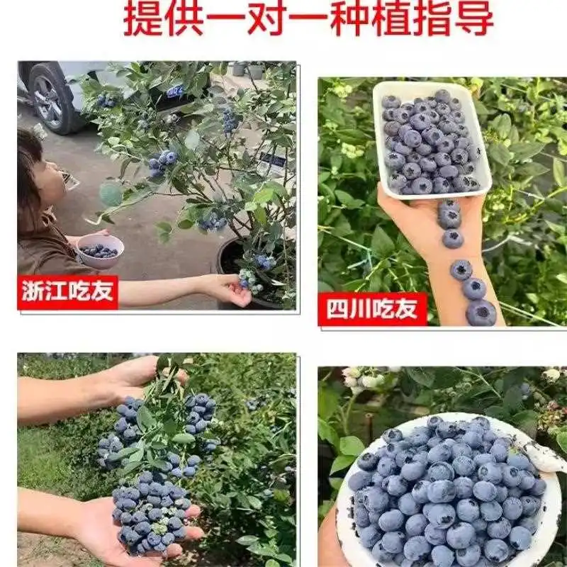 ?L25蓝莓树苗！带果种植太香了