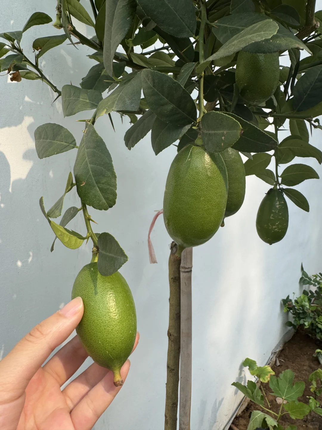 这不马上马的要实现水果自由了??