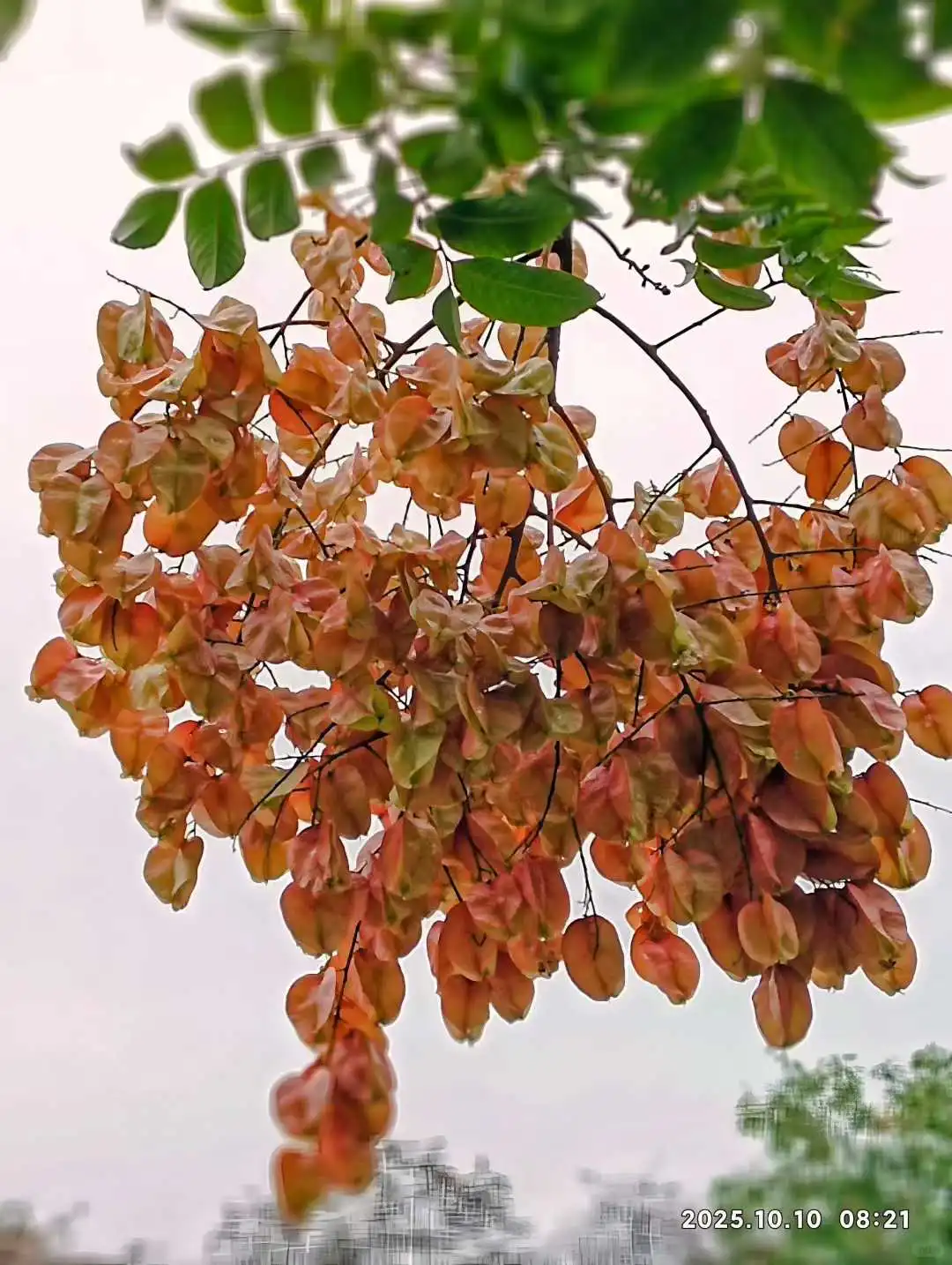 秋日渭北华原【摄影陈耀杰】