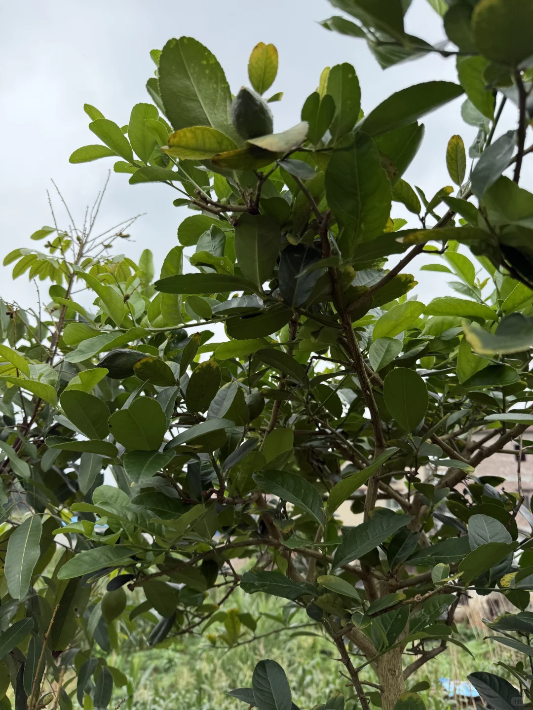 23年我种下果树结果了