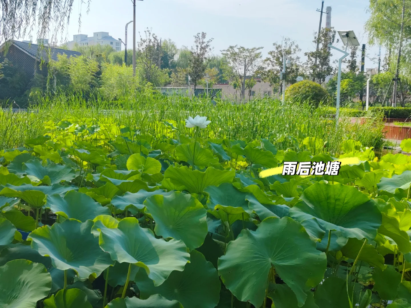 我的理想是满院子瓜果蔬菜