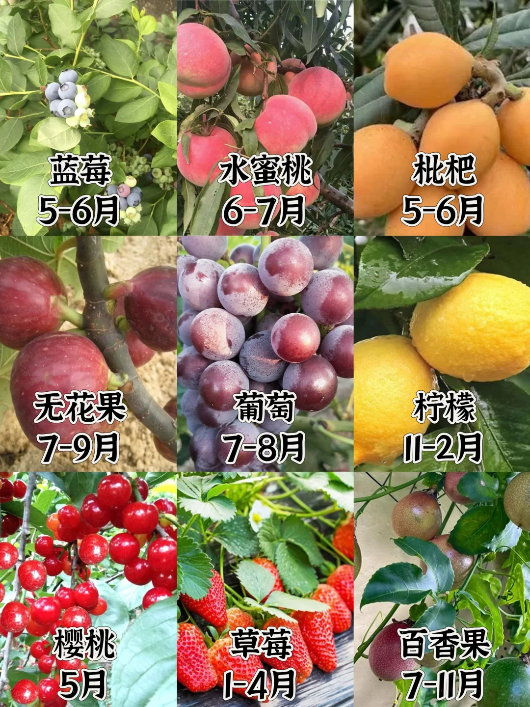 打造一个一年四季都有水果吃的花园