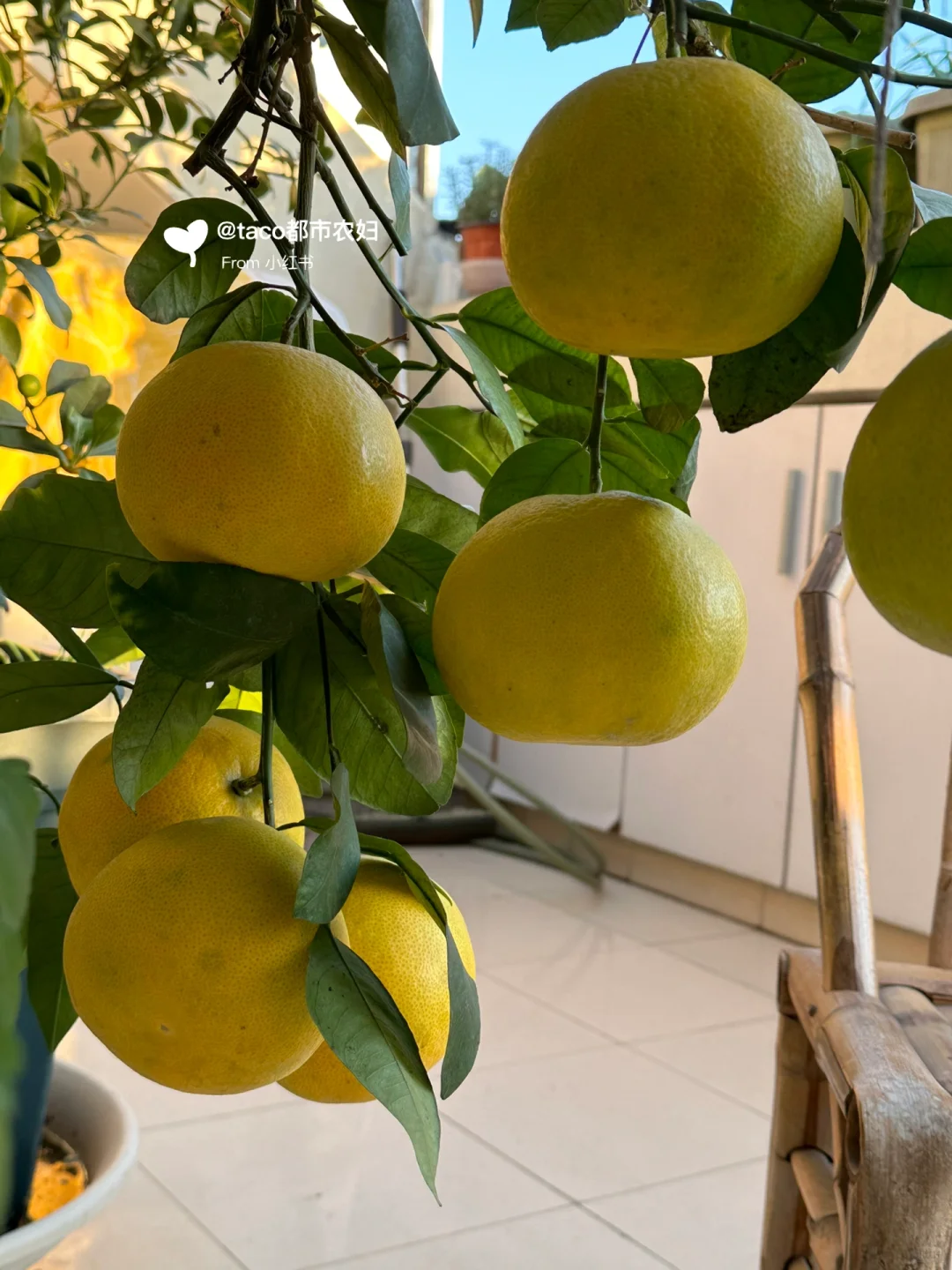 阳台种果树:新手友好型果树清单