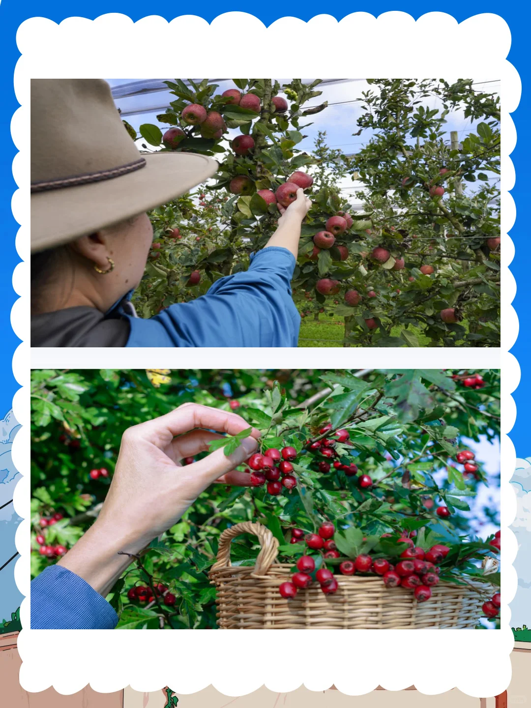 大班社会公开课《大丰收》体会丰收的喜悦