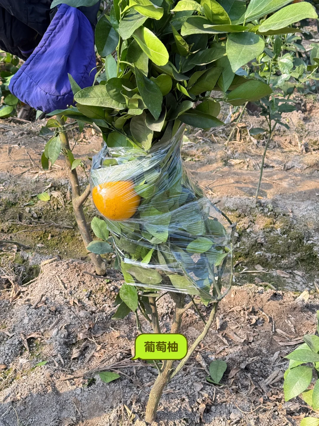 喜欢种果树的来 各类果树