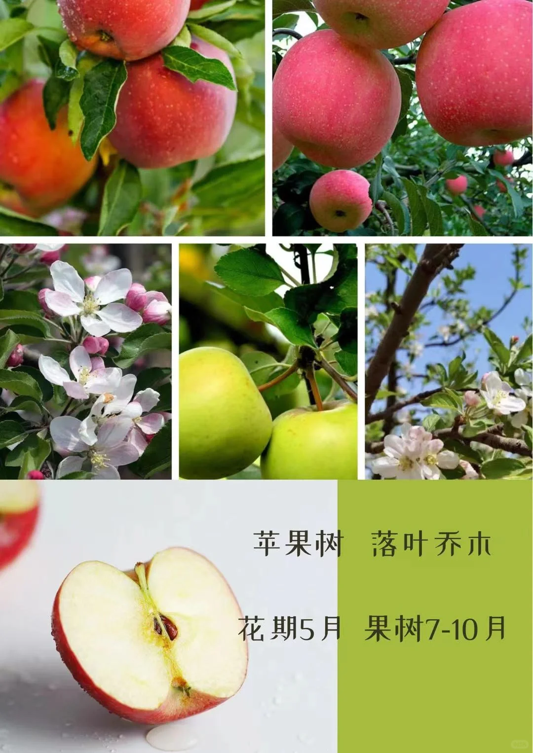 适合北方种植的果树水果