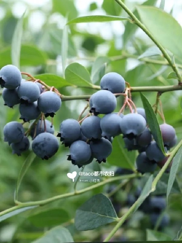 阳台种果树:新手友好型果树清单