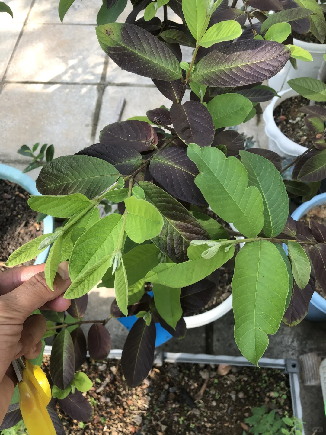 即将开花结果和准备收获的果树?