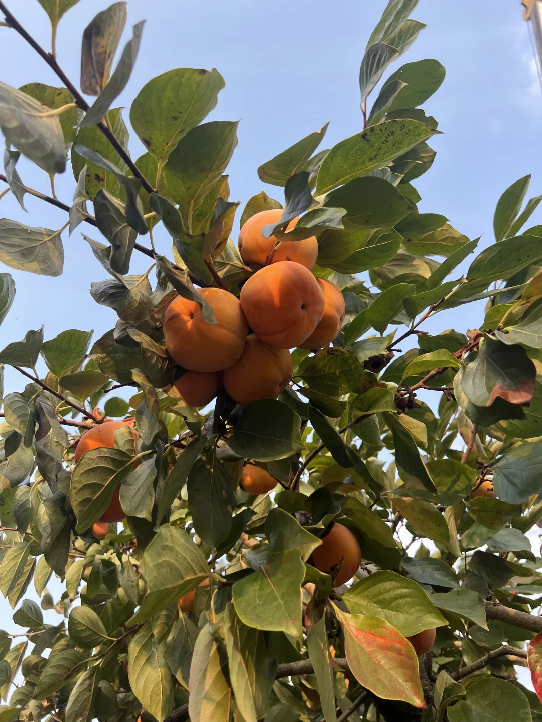 一家在成都只做精品果树的苗圃基地