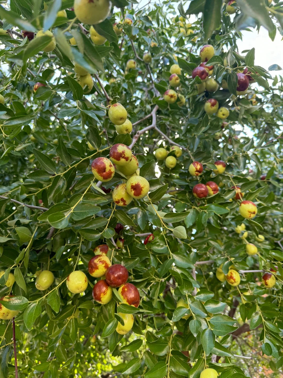 在伊犁的水果都是来报恩的