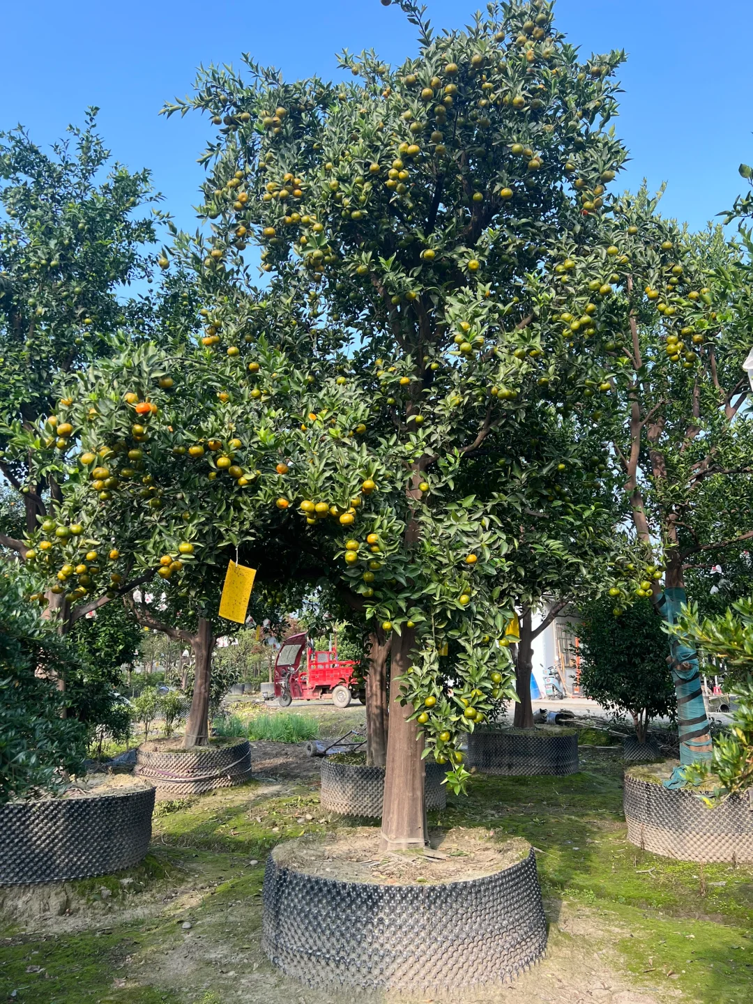 一家在成都只做精品果树的苗圃基地