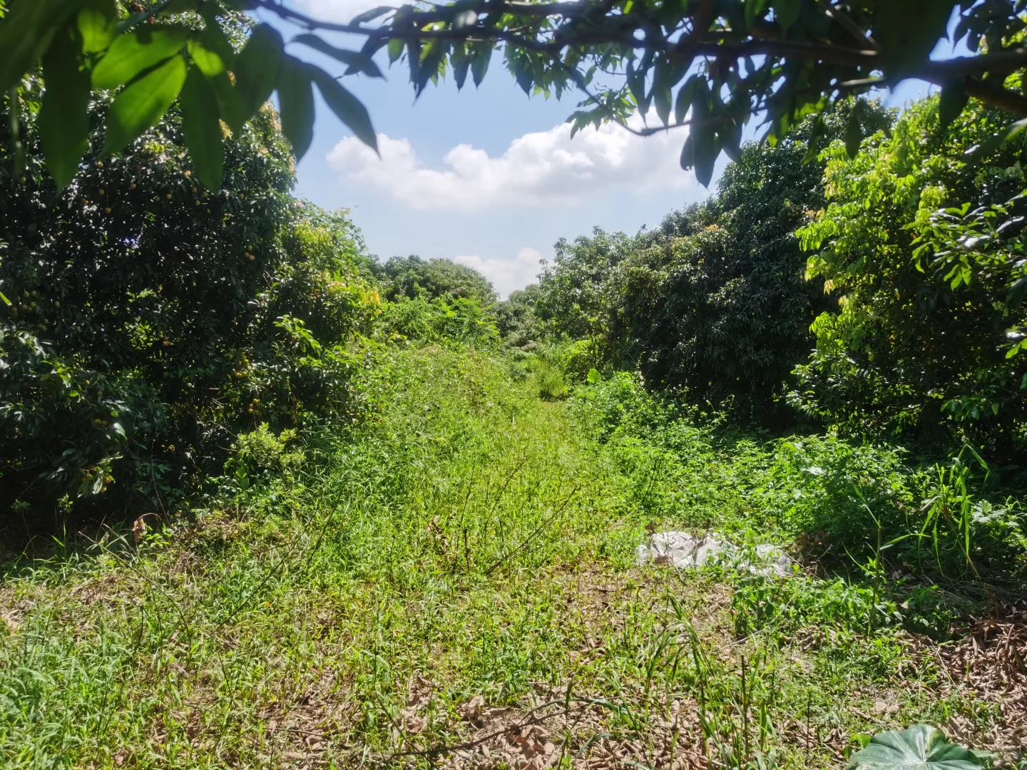 大量养殖的20亩果园