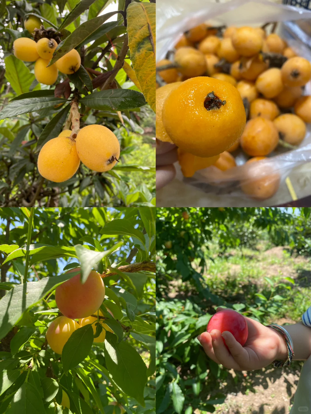 拥有一片小果园是什么体验？