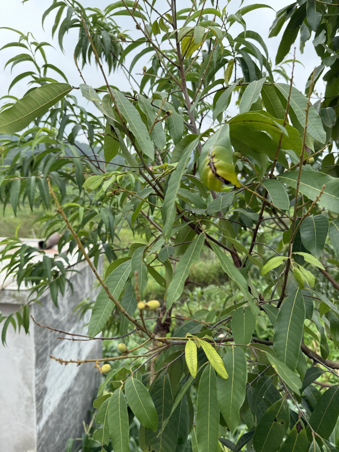 23年我种下果树结果了
