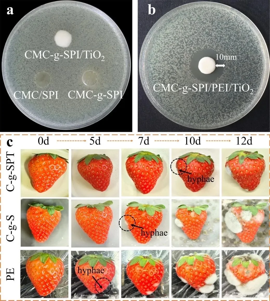 【学术聚焦】高性能生物基复合薄膜!
