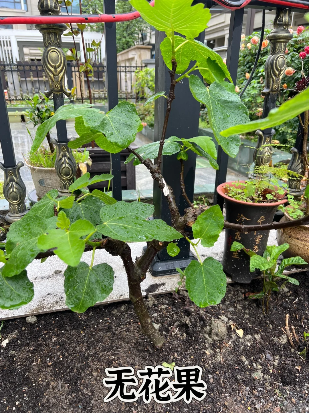 打造一个一年四季都有水果吃的花园