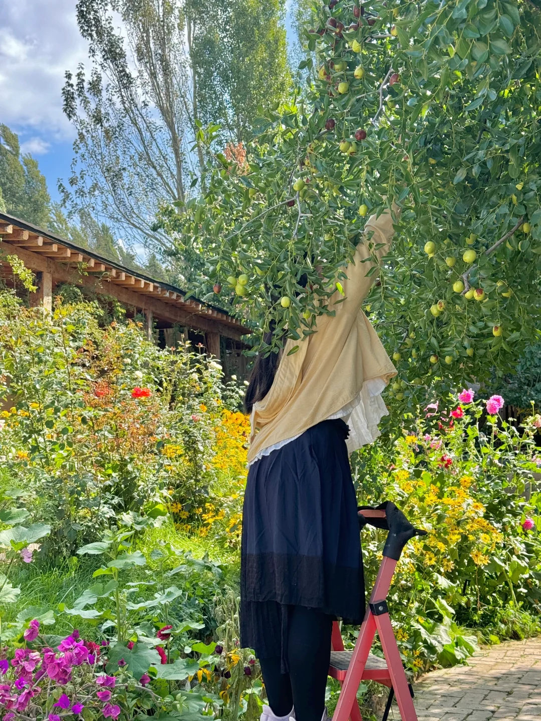 在伊犁的水果都是来报恩的