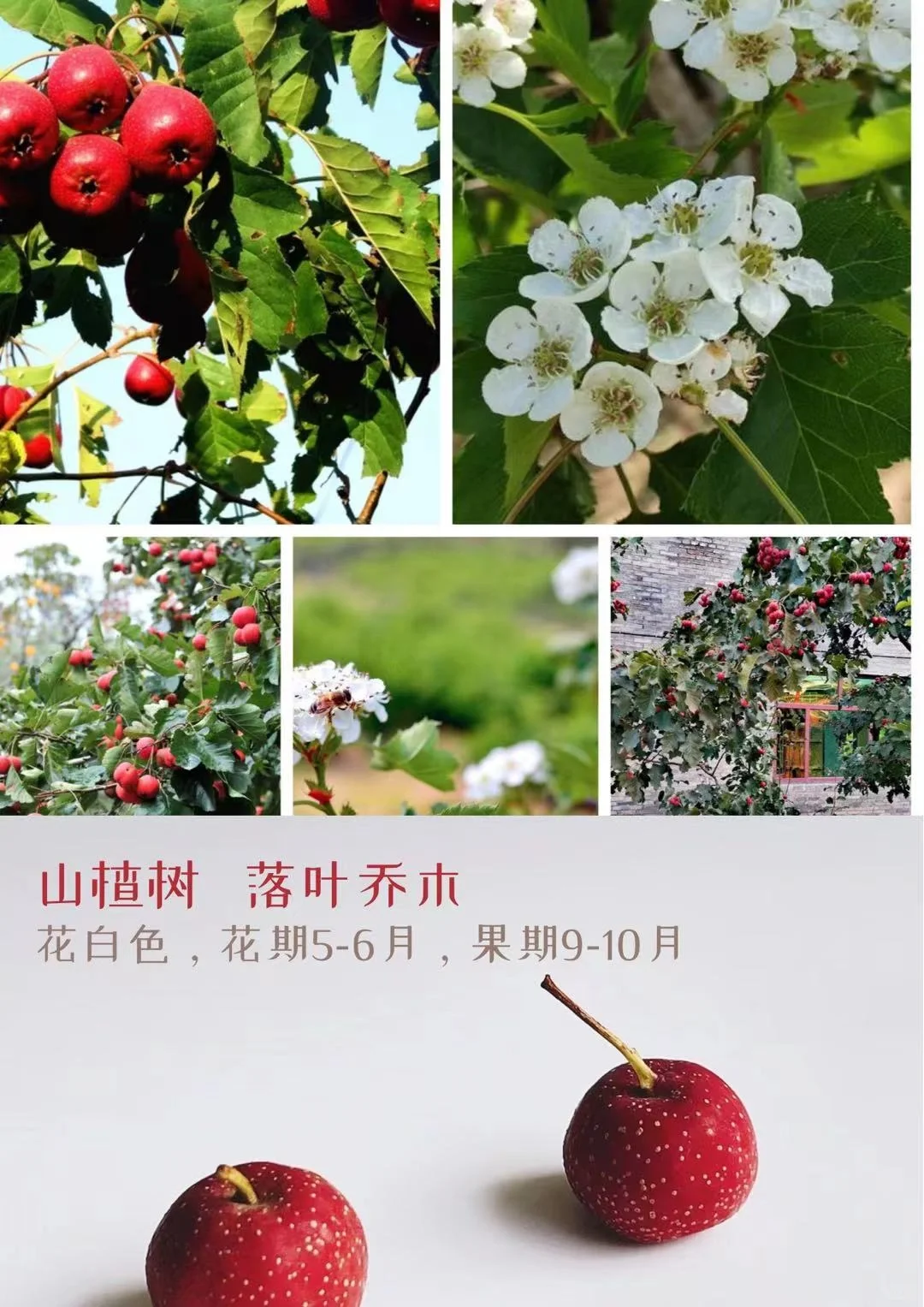 适合北方种植的果树水果