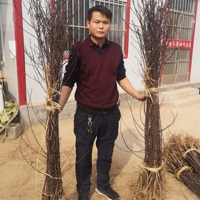 【美早樱桃苗】：独特口感，市场认可度高