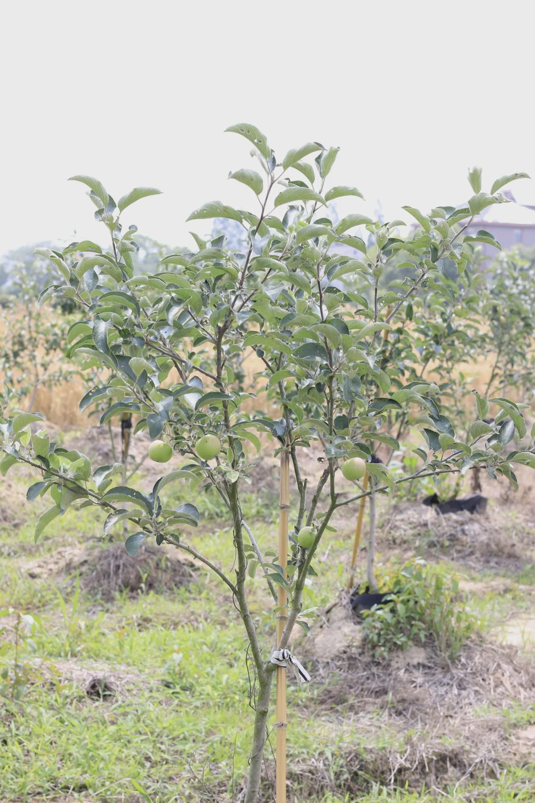 南方苹果容器苗上市了