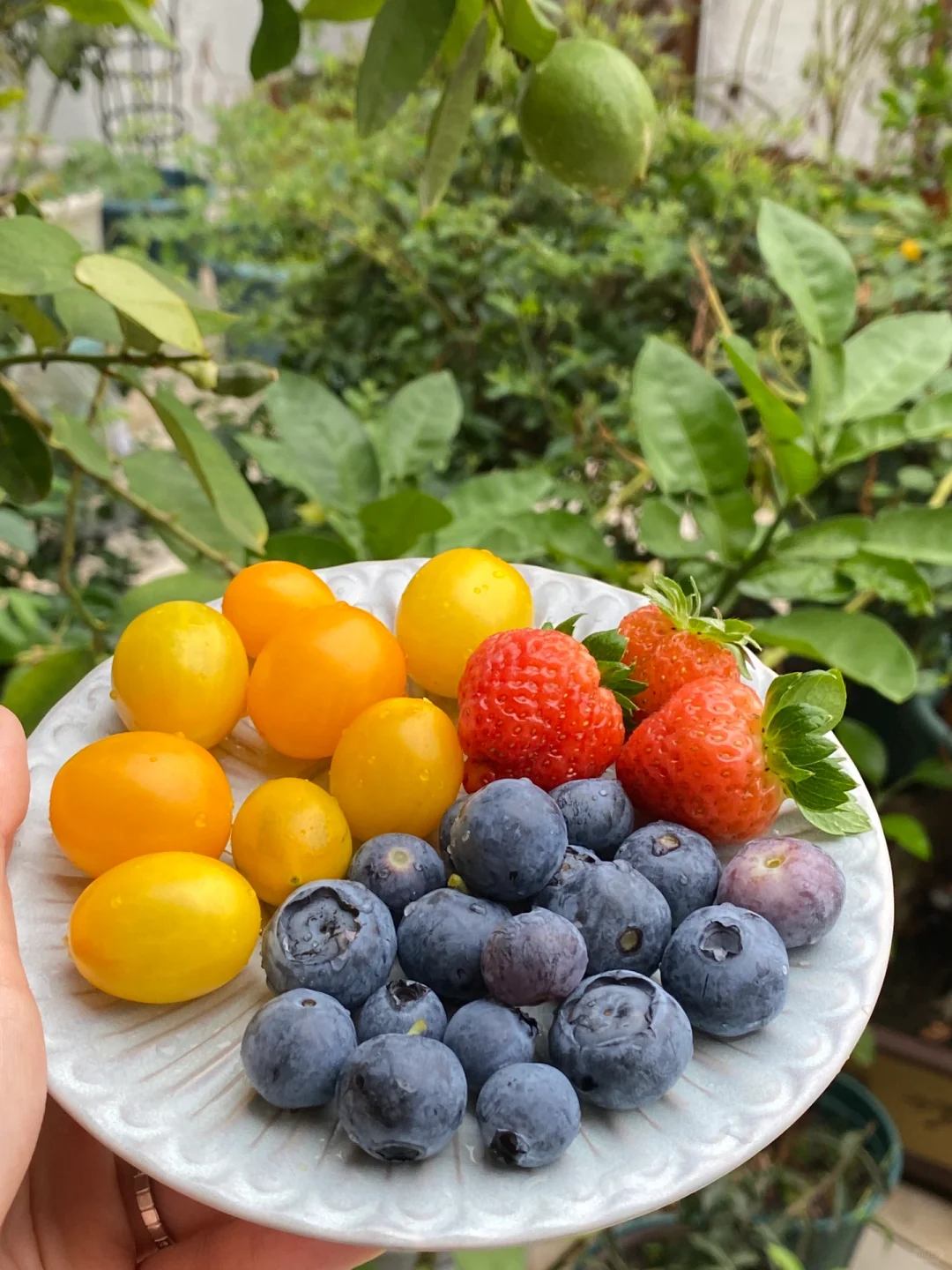 阳台党可以种什么水果？??????