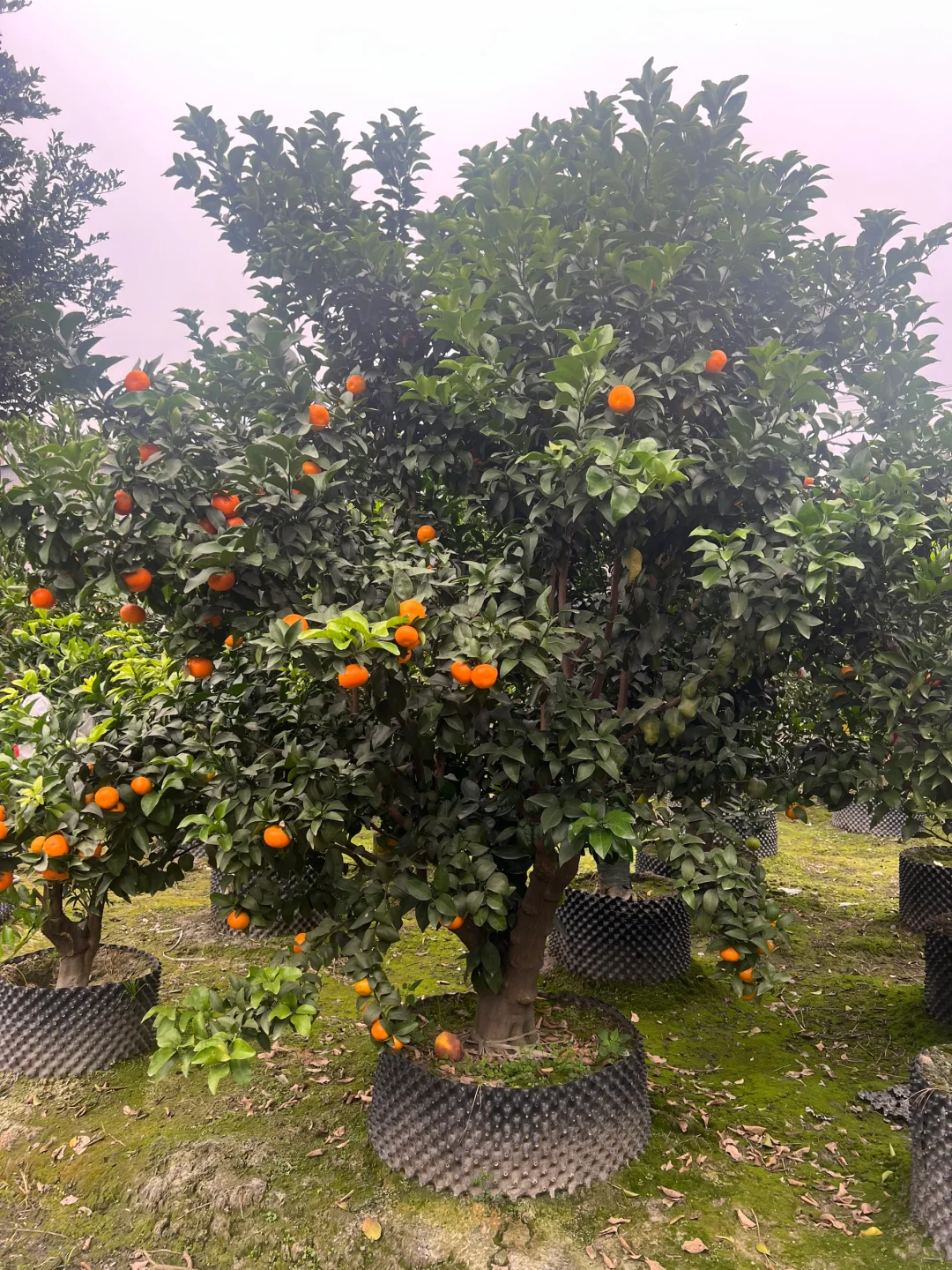 一家在成都只做精品果树的苗圃基地