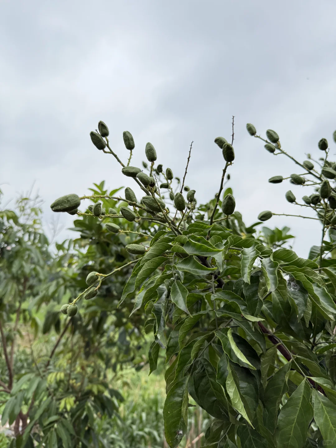 23年我种下果树结果了