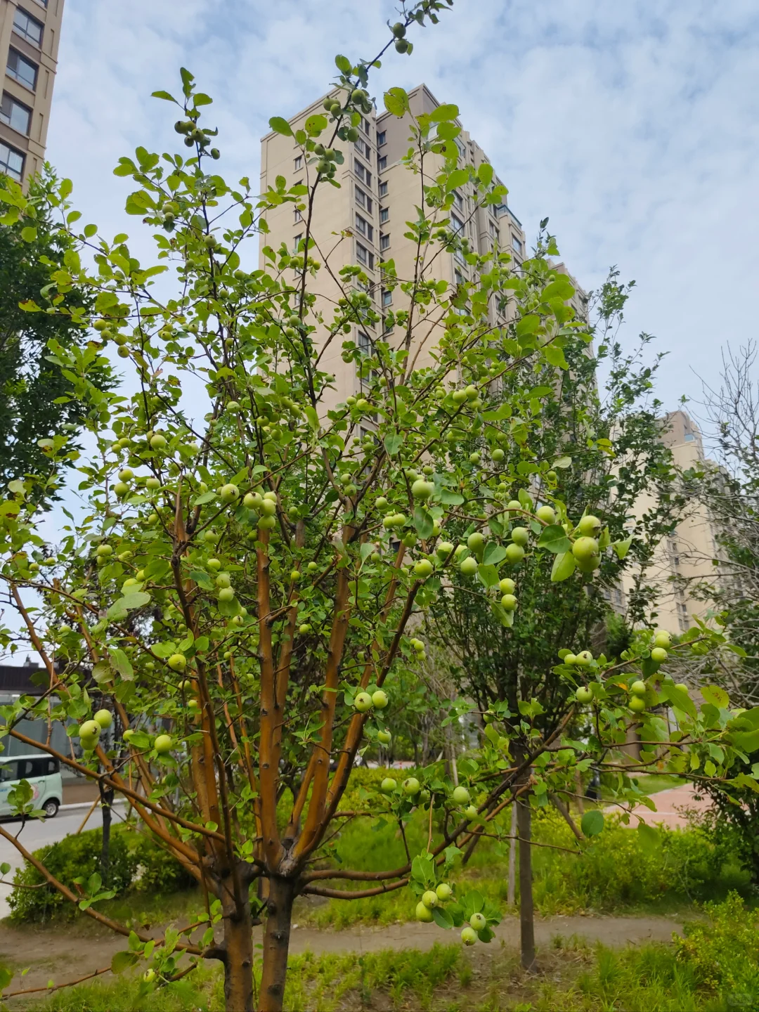 我的理想是满院子瓜果蔬菜