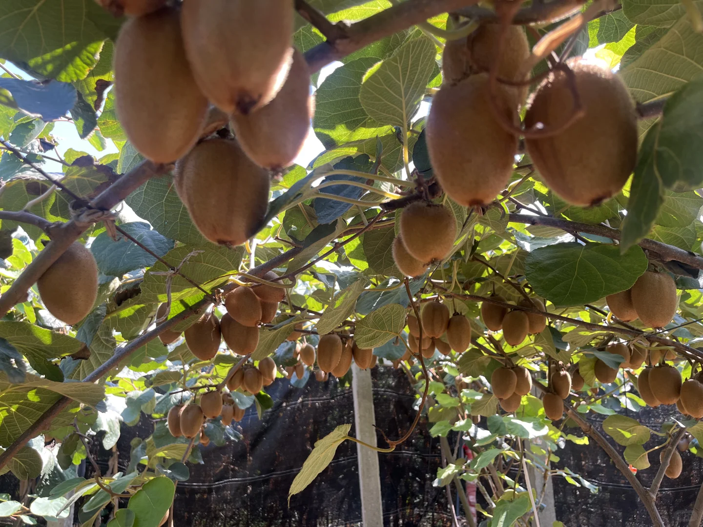 翠香猕猴桃，安全健康，绿色食品