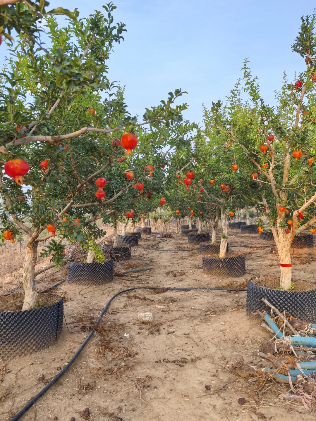 秋天的石榴园，红果累累！